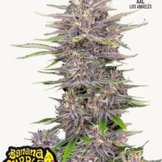 BANANA PURPLE PUNCH Auto